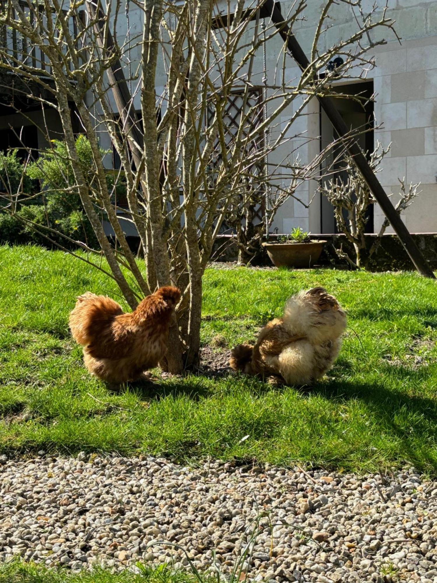 Le Petit Hureau Сомюр Екстер'єр фото